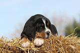 GRAND BOUVIER SUISSE 005